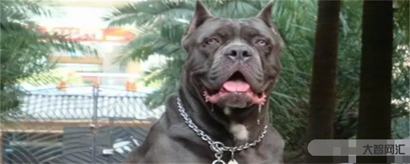 卡斯罗犬张啥样
