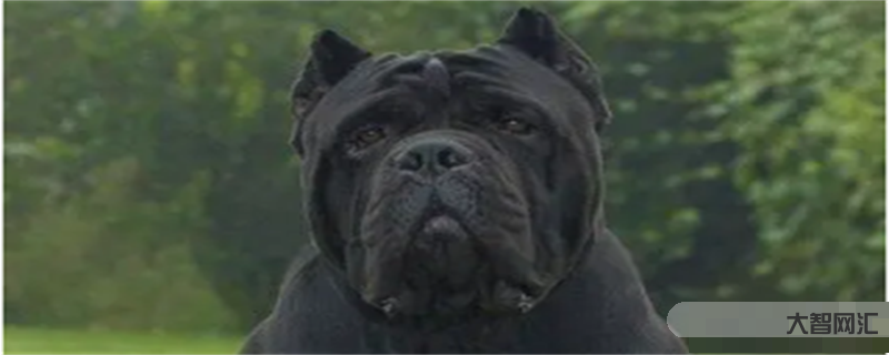 卡斯罗犬张啥样