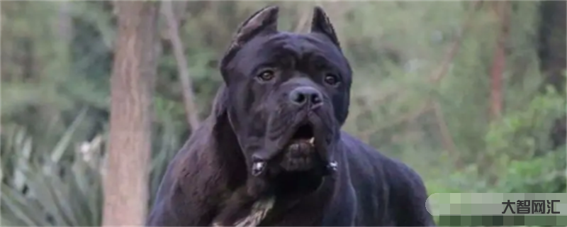 卡斯罗犬张啥样