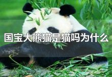 大熊猫是猫吗-大熊猫是猫吗?-大智网汇
