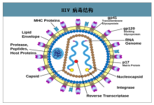 hiv是什么病毒-什么是艾滋病病毒-大智网汇