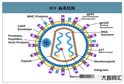 hiv是什么病毒