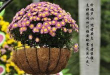 节哀顺变是什么意思-什么是节哀顺变,节哀顺变是什么意思,节哀顺变解释-大智网汇