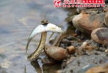 梦见蛇是什么预兆-梦见蛇什么征兆-大智网汇