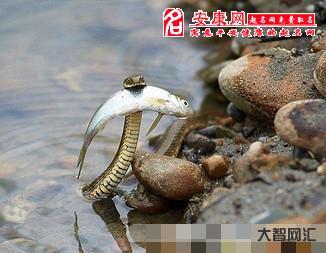 梦见蛇是什么预兆