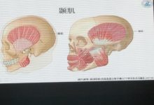 颔怎么读-颔的读音是什么-大智网汇