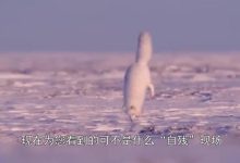 动物园北极狐指甲过长行走困难-家养的八哥指甲过长,不能正常行走,应该怎-大智网汇