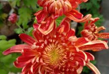什么叫爆菊花-后婷花是什么意思?-大智网汇