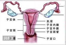 女人的大阴唇长什么样-我经常被欺负-被掏蛋蛋,怎么办,他们还骂我娘们-大智网汇