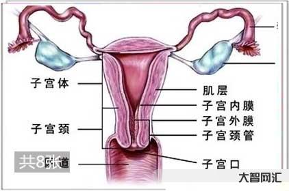 女人的大阴唇长什么样