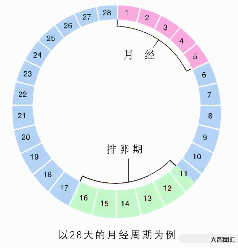 排卵期是什么时候