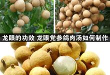 龙眼的功效与作用-龙眼的功效与作用禁忌-大智网汇