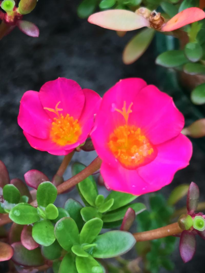 太阳花图片