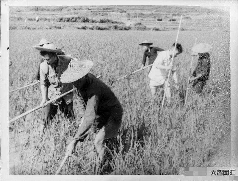 20世纪50年代是哪一年-20世纪50年代是几几年-1950年代是几几-大智网汇