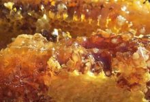 土蜂蜜价格一般是多少可以买到?-大智网汇