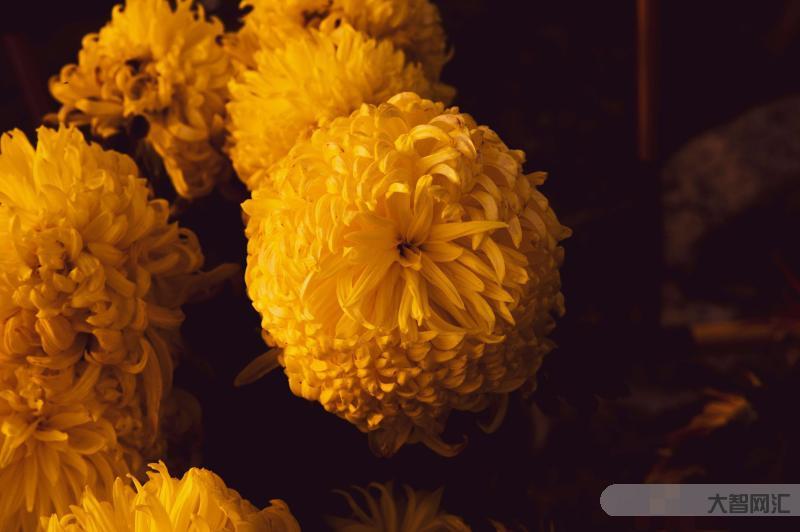 重阳九月九,要喝什么酒?除了菊花酒还能选择喝什么