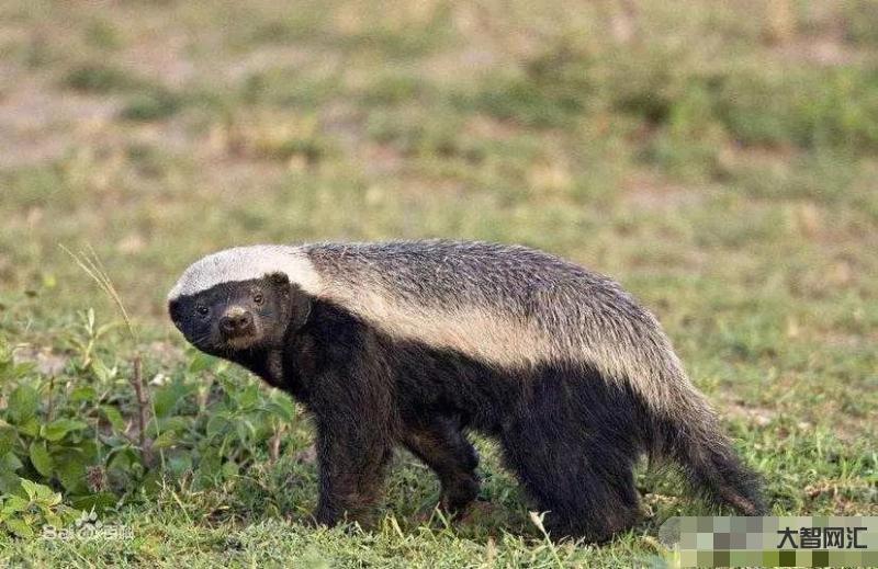 揭秘:平头哥是什么梗?平头哥是怎样的动物?蜜獾怎么叫平头哥?