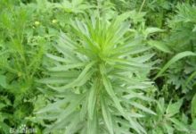 蒌蒿是什么植物-蒌蒿是什么植物-大智网汇