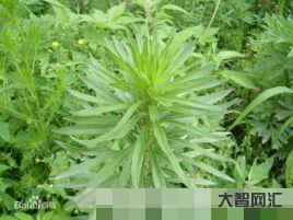 2、这种植物是苏轼诗中的三蒿,“三蒿满地芦芽短”