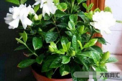 栀子花的养殖方法和注意事项