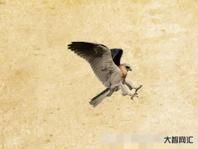 2、鸢怎么读