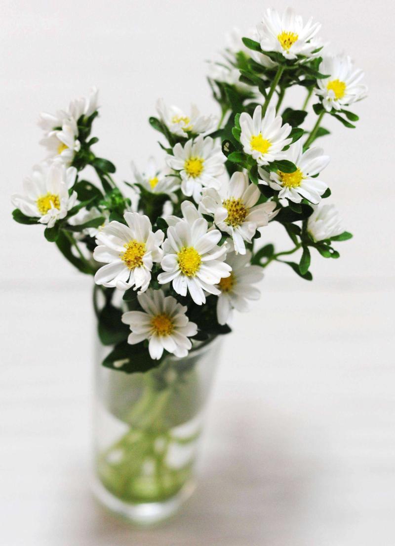 小雏菊的花语