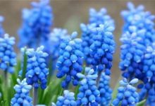 风信子花语-风信子的花语是什么-大智网汇