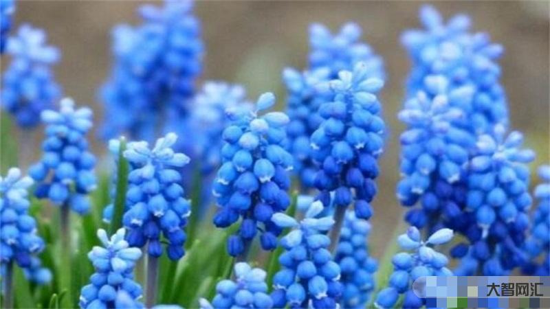 风信子花语