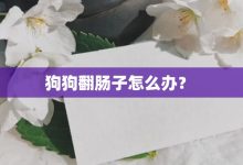 狗狗翻肠子怎么办?-大智网汇
