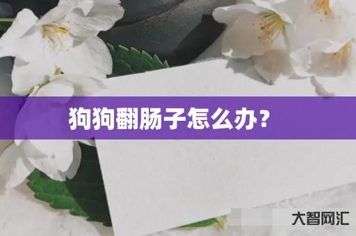 狗狗翻肠子怎么办?  狗狗翻肠子怎么办?