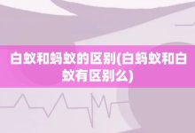 白蚁和蚂蚁的区别-白蚂蚁和白蚁有区别么-大智网汇