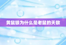 黄鼠狼为什么是老鼠的天敌-大智网汇