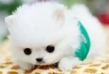 茶杯犬多少钱一只-茶杯犬多少钱一只-大智网汇