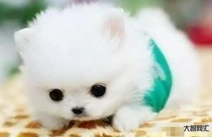 茶杯犬多少钱一只