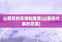 山茶花的花语和寓意-山茶花代表的花语-大智网汇