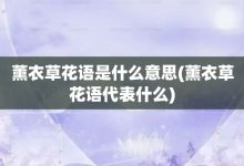 薰衣草花语是什么意思-薰衣草花语代表什么-大智网汇