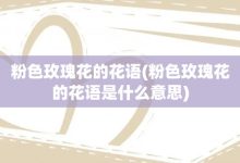 粉色玫瑰花的花语-粉色玫瑰花的花语是什么意思-大智网汇