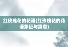 红玫瑰花的花语-红玫瑰花的花语象征与寓意-大智网汇