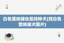 白色雪纳瑞也是纯种犬-纯白色雪纳瑞犬图片-大智网汇