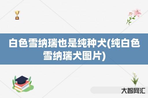 白色雪纳瑞也是纯种犬(纯白色雪纳瑞犬图片) 白色雪纳瑞也是纯种犬(纯白色雪纳瑞犬图片)