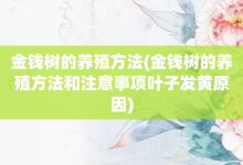 金钱树的养殖方法-金钱树的养殖方法和注意事项叶子发黄原因-大智网汇