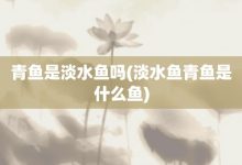青鱼是淡水鱼吗-淡水鱼青鱼是什么鱼-大智网汇