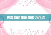 矢车菊的花语和传说介绍-大智网汇