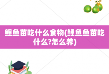 鲤鱼苗吃什么食物-鲤鱼鱼苗吃什么?怎么养-大智网汇
