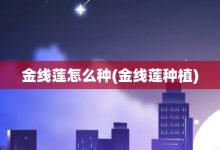 金线莲怎么种-金线莲种植-大智网汇