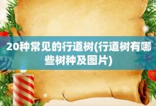 20种常见的行道树-行道树有哪些树种及图片-大智网汇