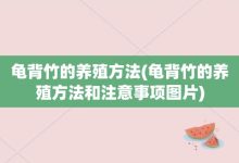 龟背竹的养殖方法-龟背竹的养殖方法和注意事项图片-大智网汇