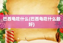 巴西龟吃什么-巴西龟吃什么最好-大智网汇