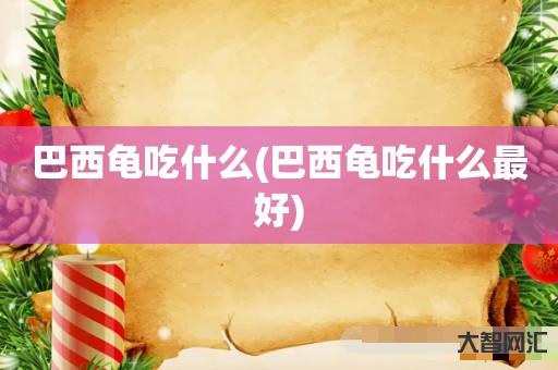 巴西龟吃什么(巴西龟吃什么最好) 巴西龟吃什么(巴西龟吃什么最好)