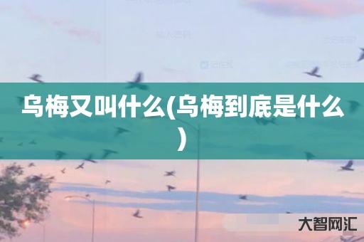 乌梅又叫什么(乌梅到底是什么) 乌梅又叫什么(乌梅到底是什么)